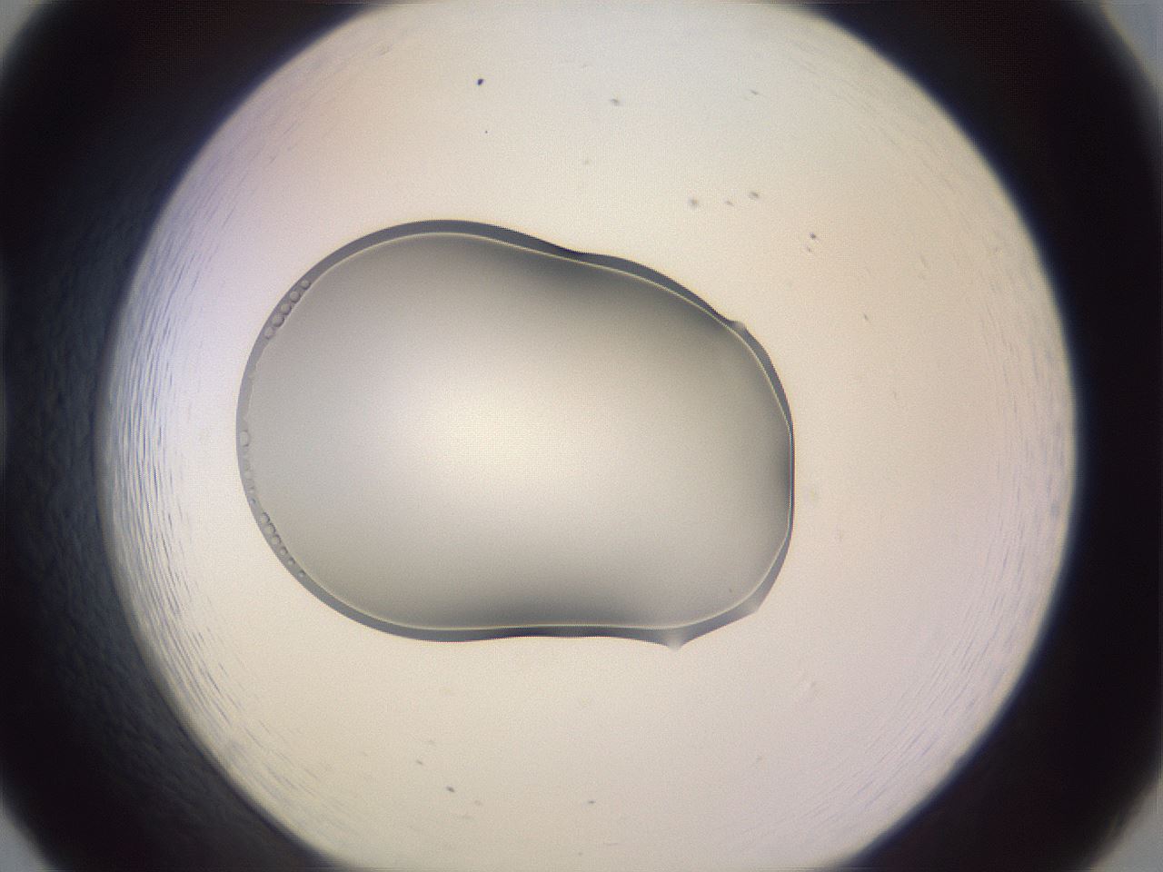 folderID268_plateID3268_batchID19288_wellNum20_profileID1_d1_r286965_ef.jpg