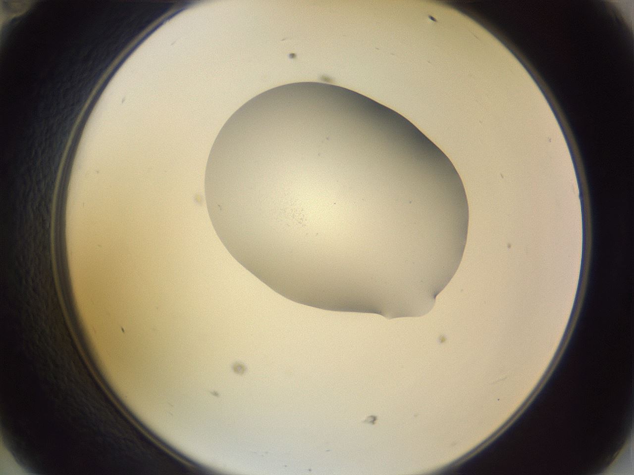 folderID268_plateID3268_batchID19288_wellNum47_profileID1_d2_r287020_ef.jpg