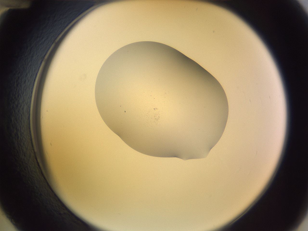 folderID268_plateID3268_batchID19549_wellNum48_profileID1_d2_r287022_ef.jpg