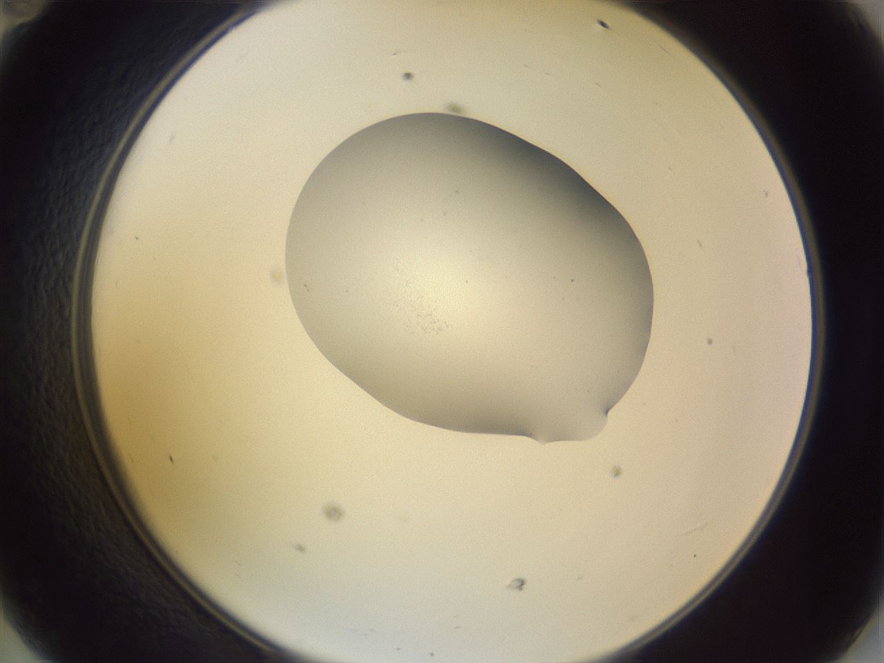 folderID268_plateID3268_batchID19007_wellNum47_profileID1_d2_r287020_ef.jpg