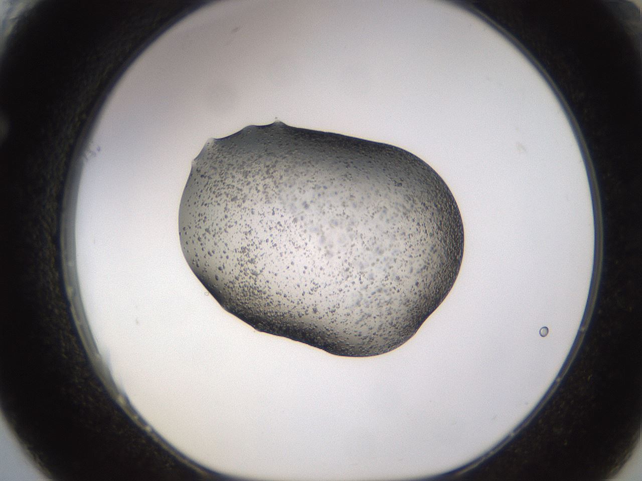 folderID26_plateID3026_batchID16674_wellNum61_profileID1_d1_r253857_ef.jpg