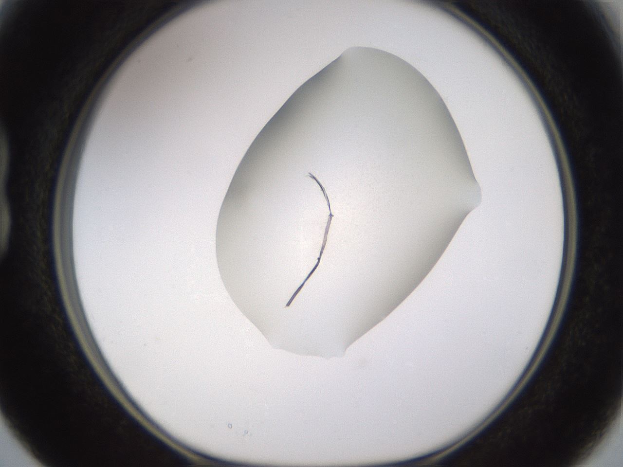 folderID26_plateID3026_batchID18523_wellNum15_profileID1_d1_r253765_ef.jpg