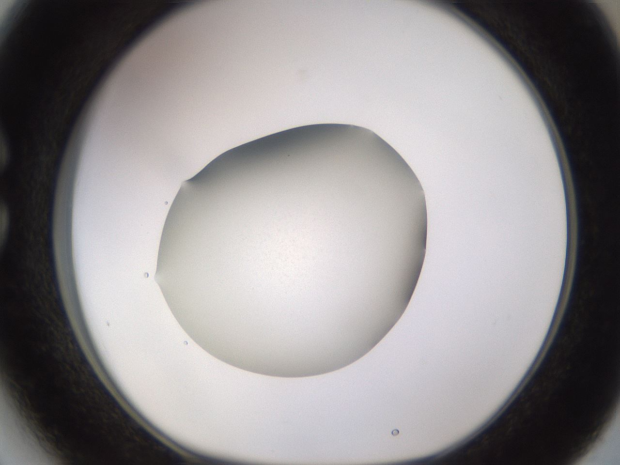 folderID26_plateID3026_batchID18523_wellNum27_profileID1_d1_r253789_ef.jpg