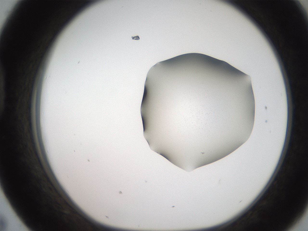folderID271_plateID2271_batchID10563_wellNum43_profileID1_d1_r158482_ef.jpg