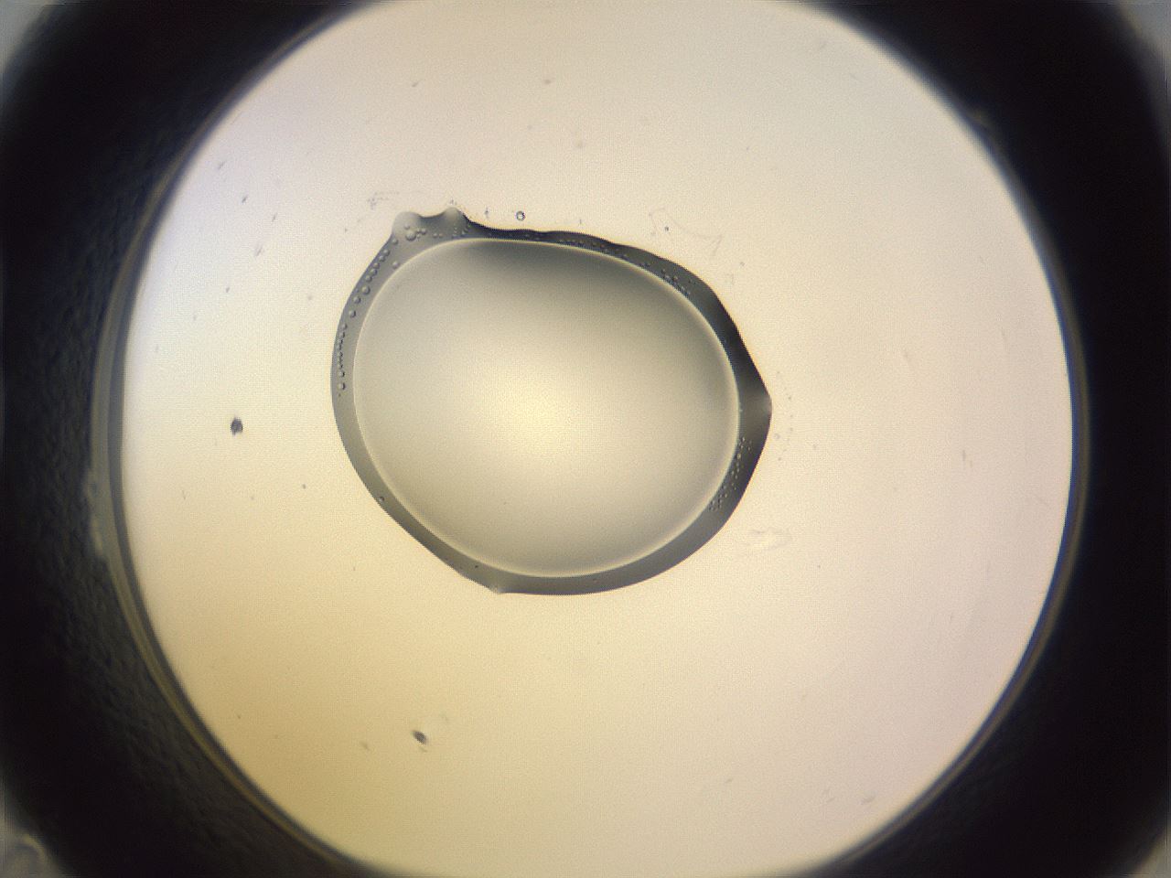 folderID276_plateID1276_batchID3881_wellNum23_profileID1_d1_r72996_ef.jpg