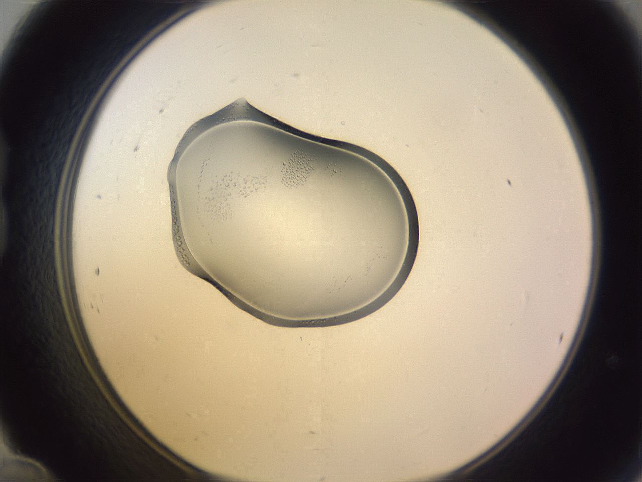 folderID276_plateID1276_batchID3881_wellNum24_profileID1_d1_r72998_ef.jpg