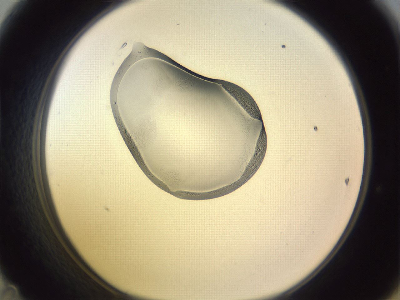 folderID276_plateID1276_batchID3881_wellNum47_profileID1_d1_r73044_ef.jpg
