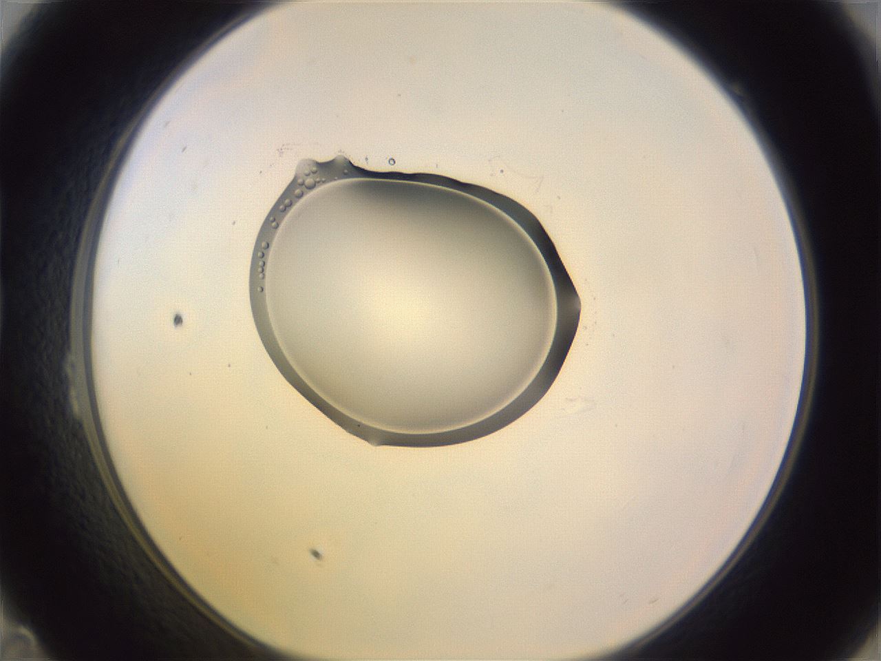 folderID276_plateID1276_batchID3934_wellNum23_profileID1_d1_r72996_ef.jpg