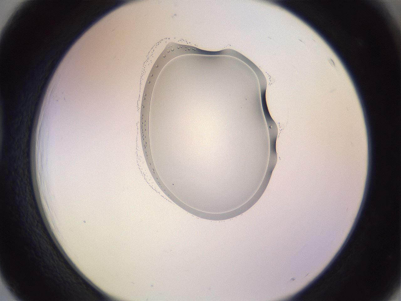 folderID276_plateID1276_batchID3999_wellNum39_profileID1_d1_r73028_ef.jpg