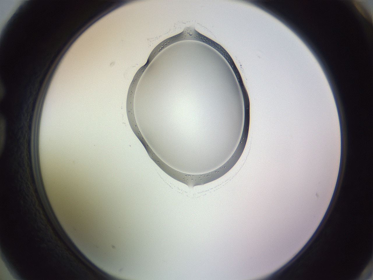 folderID276_plateID1276_batchID3999_wellNum74_profileID1_d1_r73098_ef.jpg