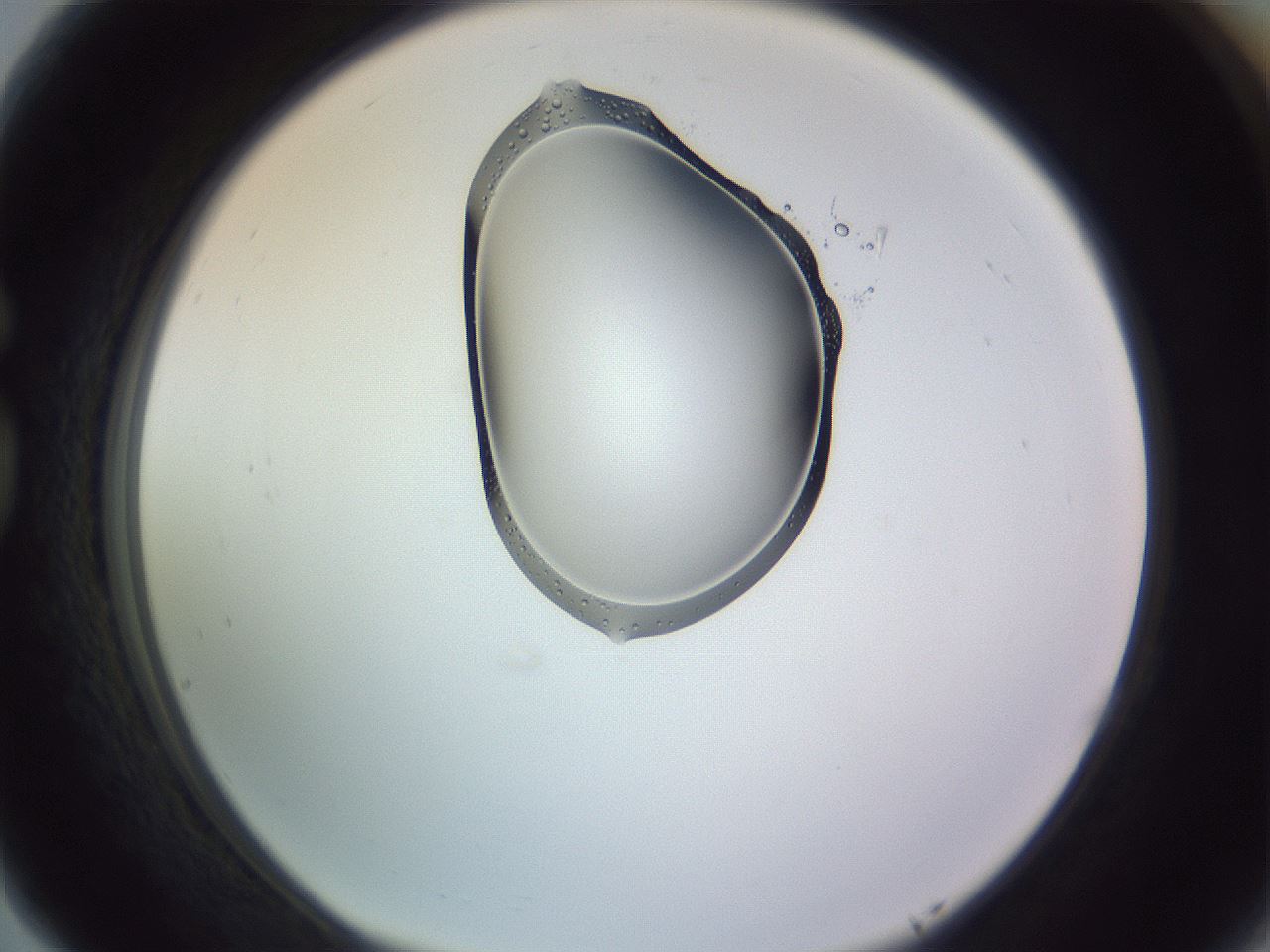 folderID276_plateID1276_batchID3999_wellNum77_profileID1_d1_r73104_ef.jpg