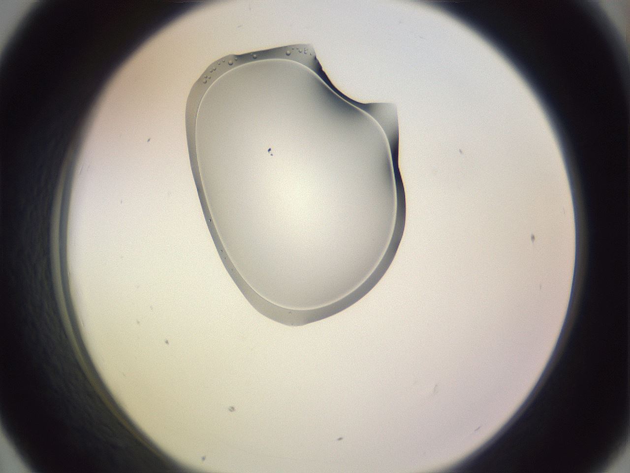folderID276_plateID1276_batchID4055_wellNum43_profileID1_d1_r73036_ef.jpg