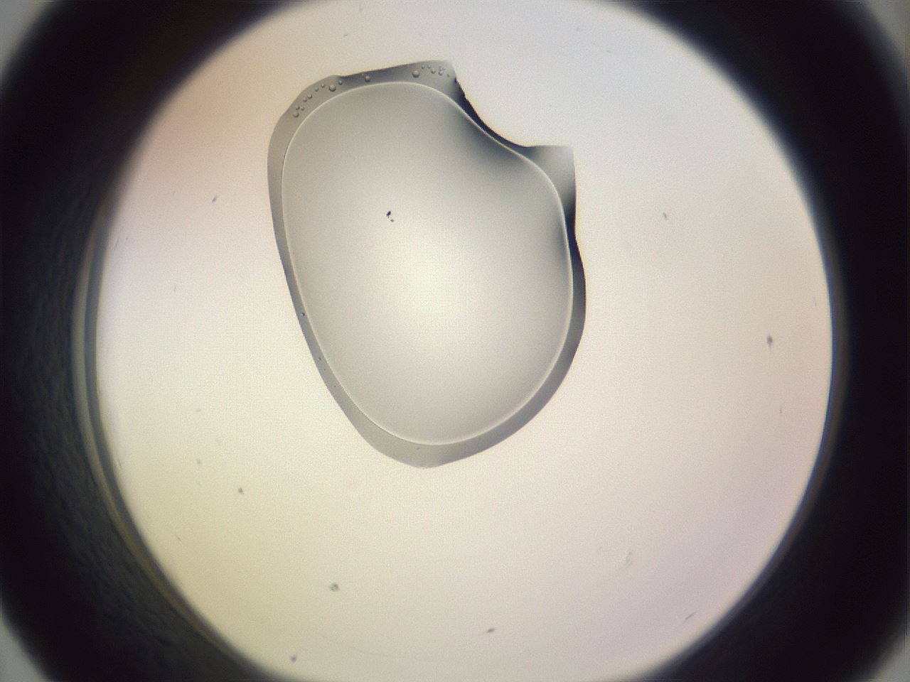 folderID276_plateID1276_batchID4099_wellNum43_profileID1_d1_r73036_ef.jpg