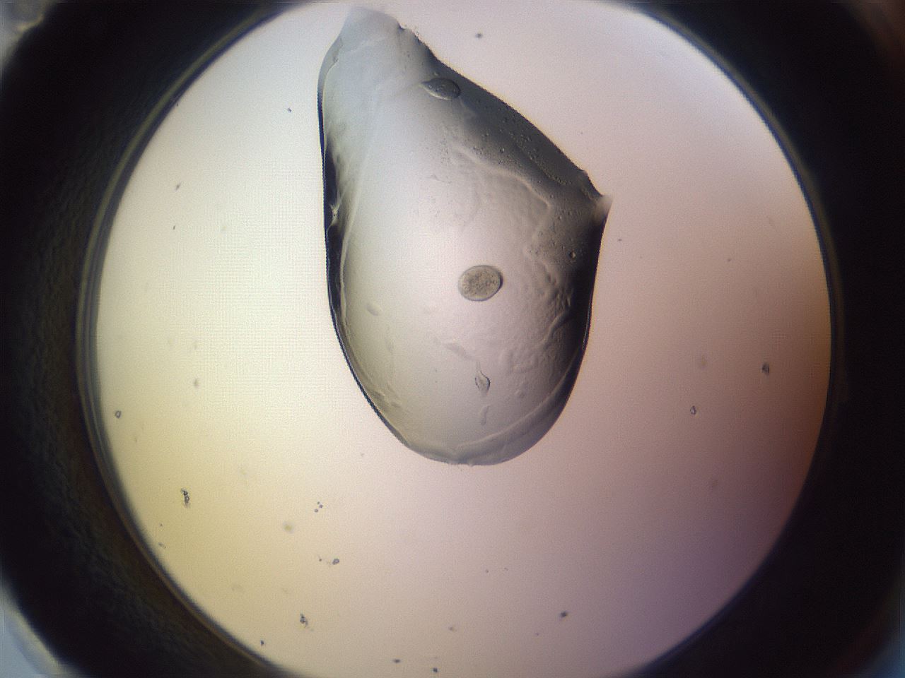 folderID276_plateID1276_batchID4099_wellNum95_profileID1_d2_r73141_ef.jpg