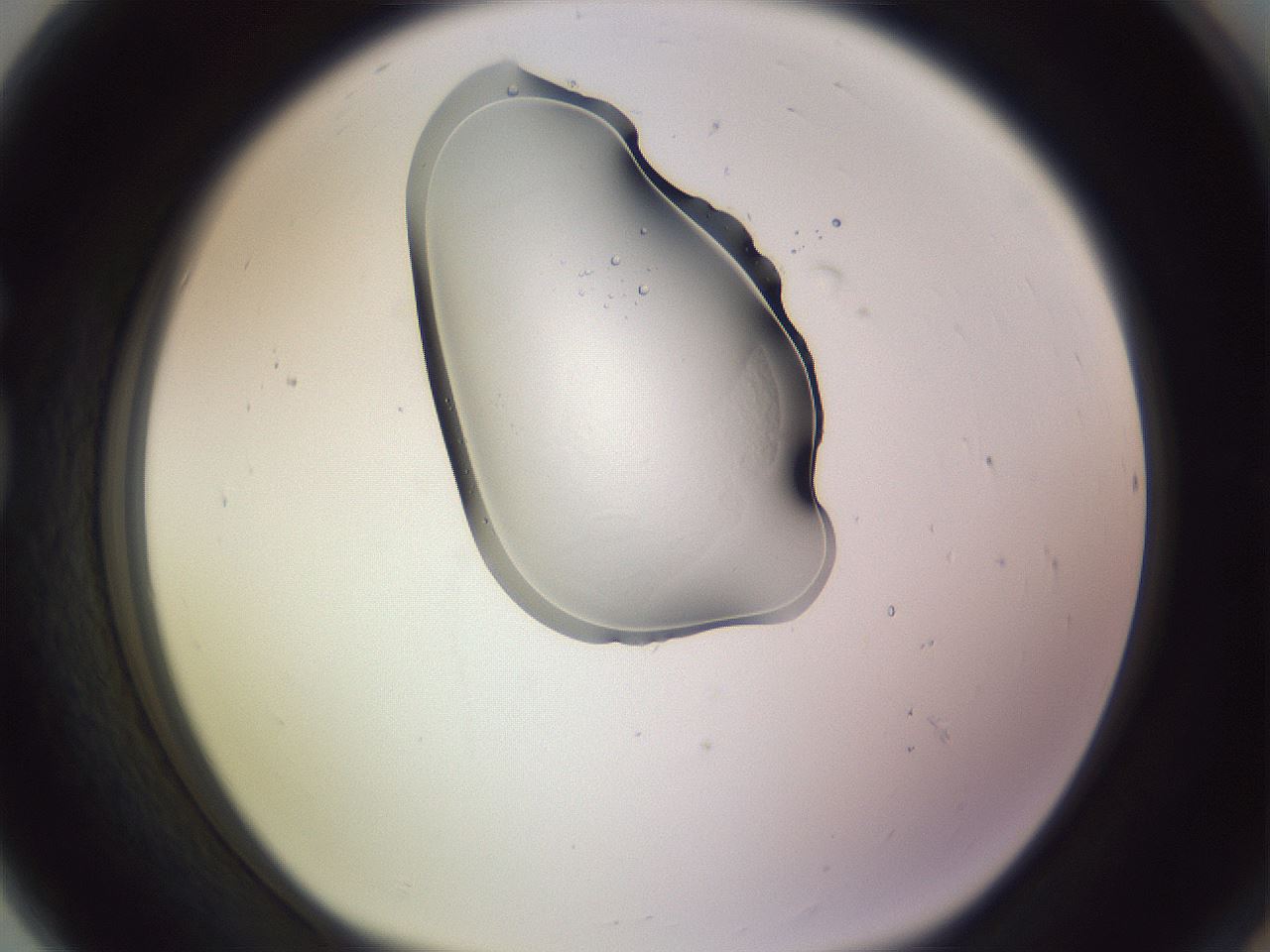 folderID276_plateID1276_batchID4137_wellNum80_profileID1_d1_r73110_ef.jpg