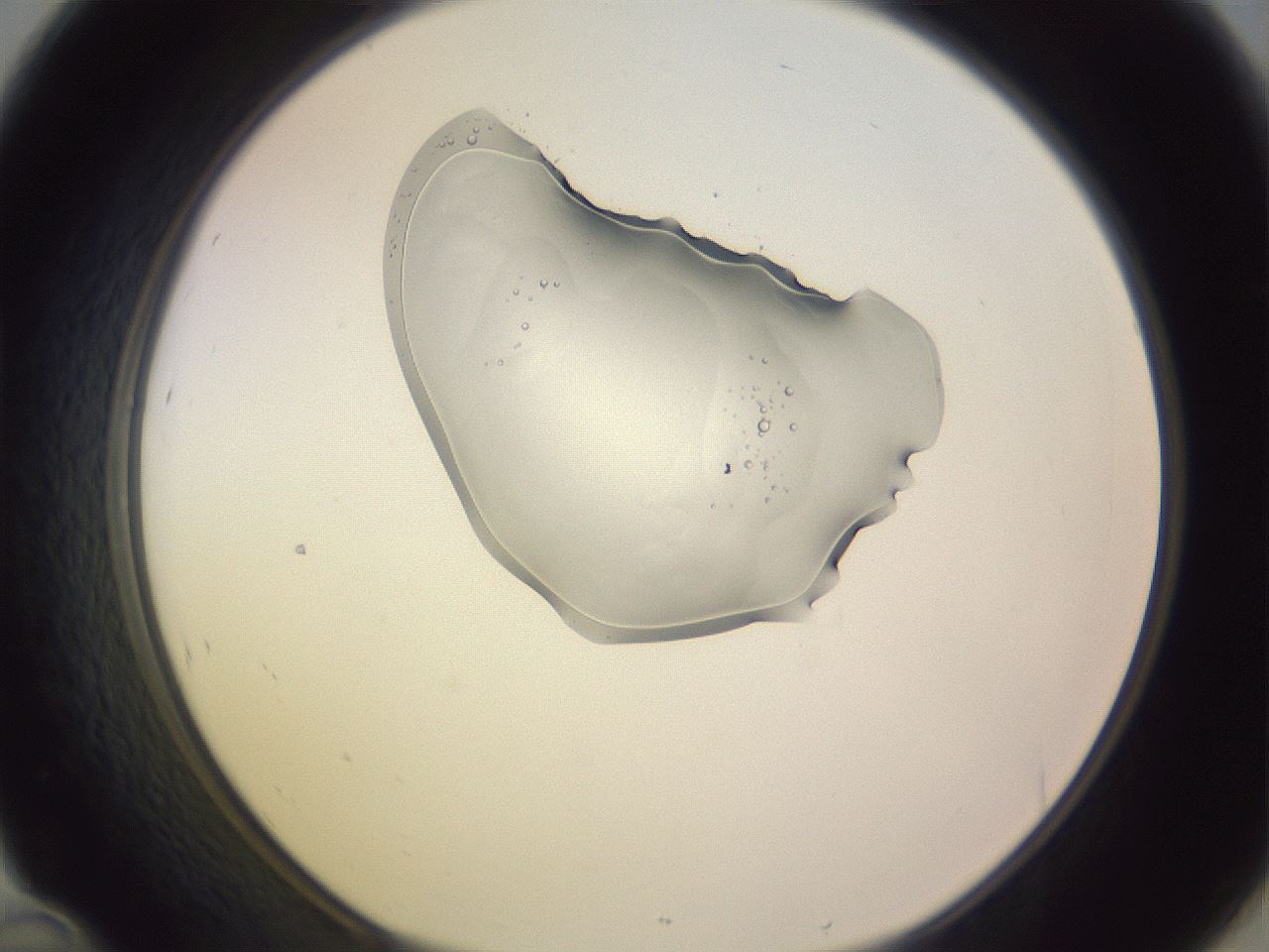 folderID276_plateID1276_batchID4631_wellNum46_profileID1_d1_r73042_ef.jpg
