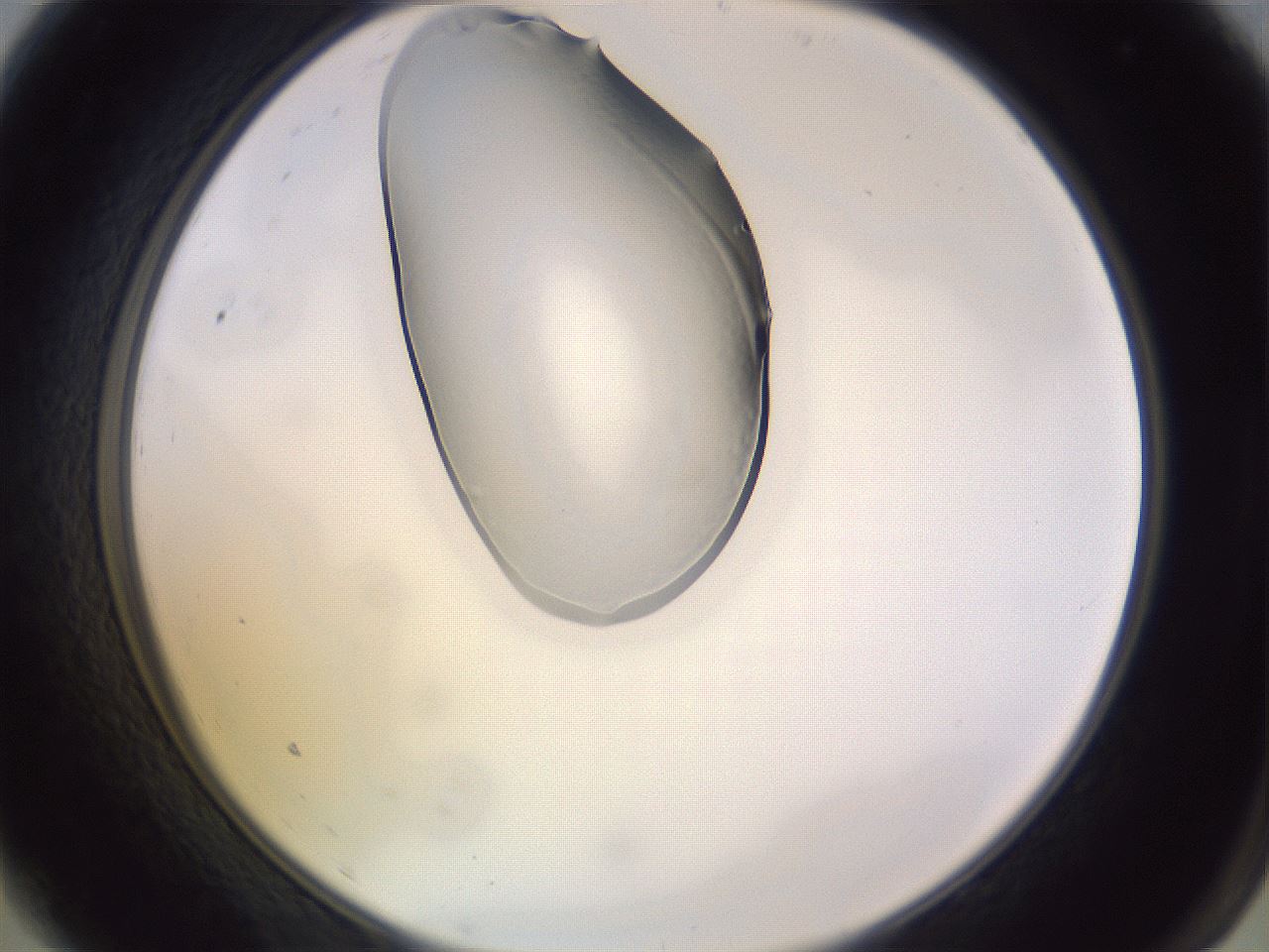 folderID277_plateID1277_batchID4101_wellNum9_profileID1_d2_r73545_ef.jpg