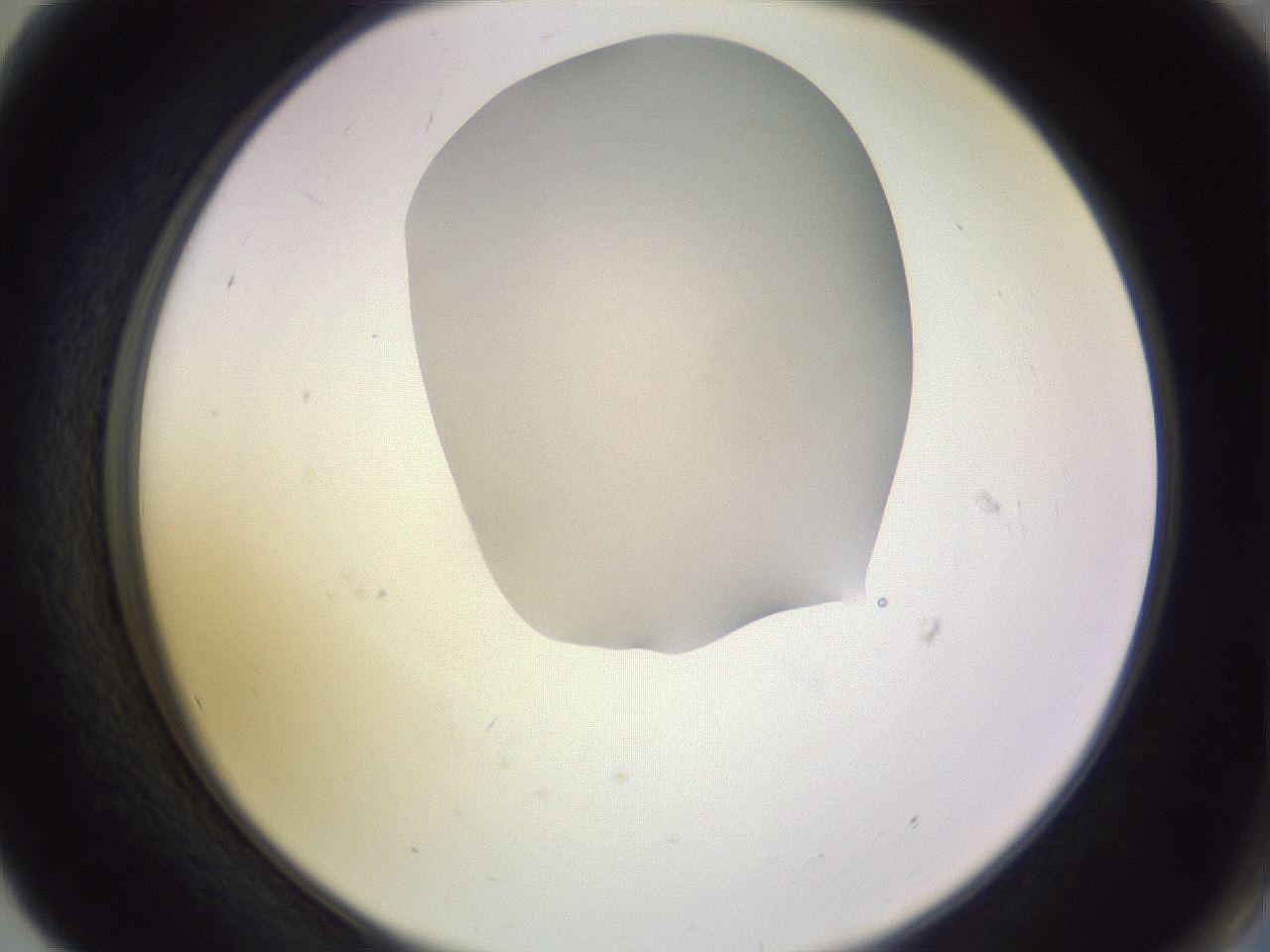 folderID278_plateID1278_batchID4103_wellNum56_profileID1_d2_r74215_ef.jpg