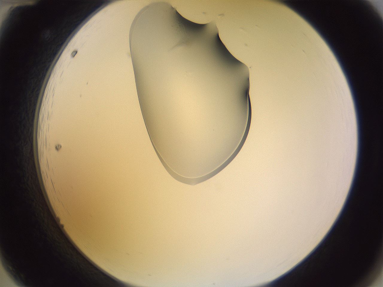 folderID279_plateID1279_batchID3891_wellNum12_profileID1_d2_r74895_ef.jpg