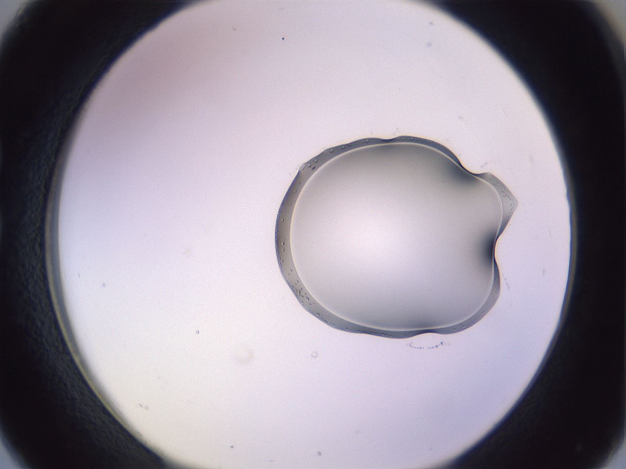folderID279_plateID1279_batchID3891_wellNum26_profileID1_d1_r74922_ef.jpg