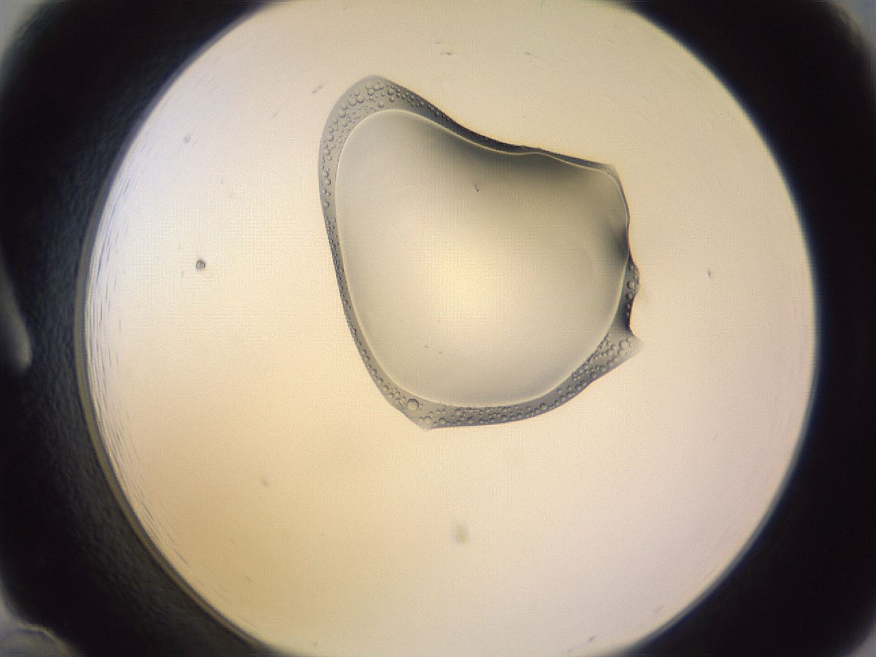 folderID279_plateID1279_batchID3944_wellNum12_profileID1_d1_r74894_ef.jpg