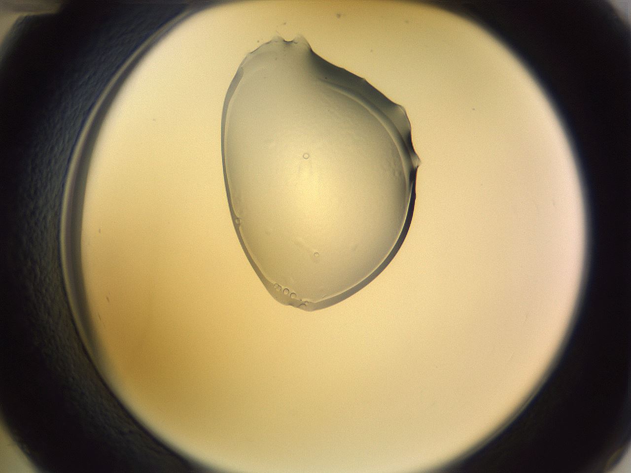 folderID279_plateID1279_batchID3944_wellNum48_profileID1_d2_r74967_ef.jpg