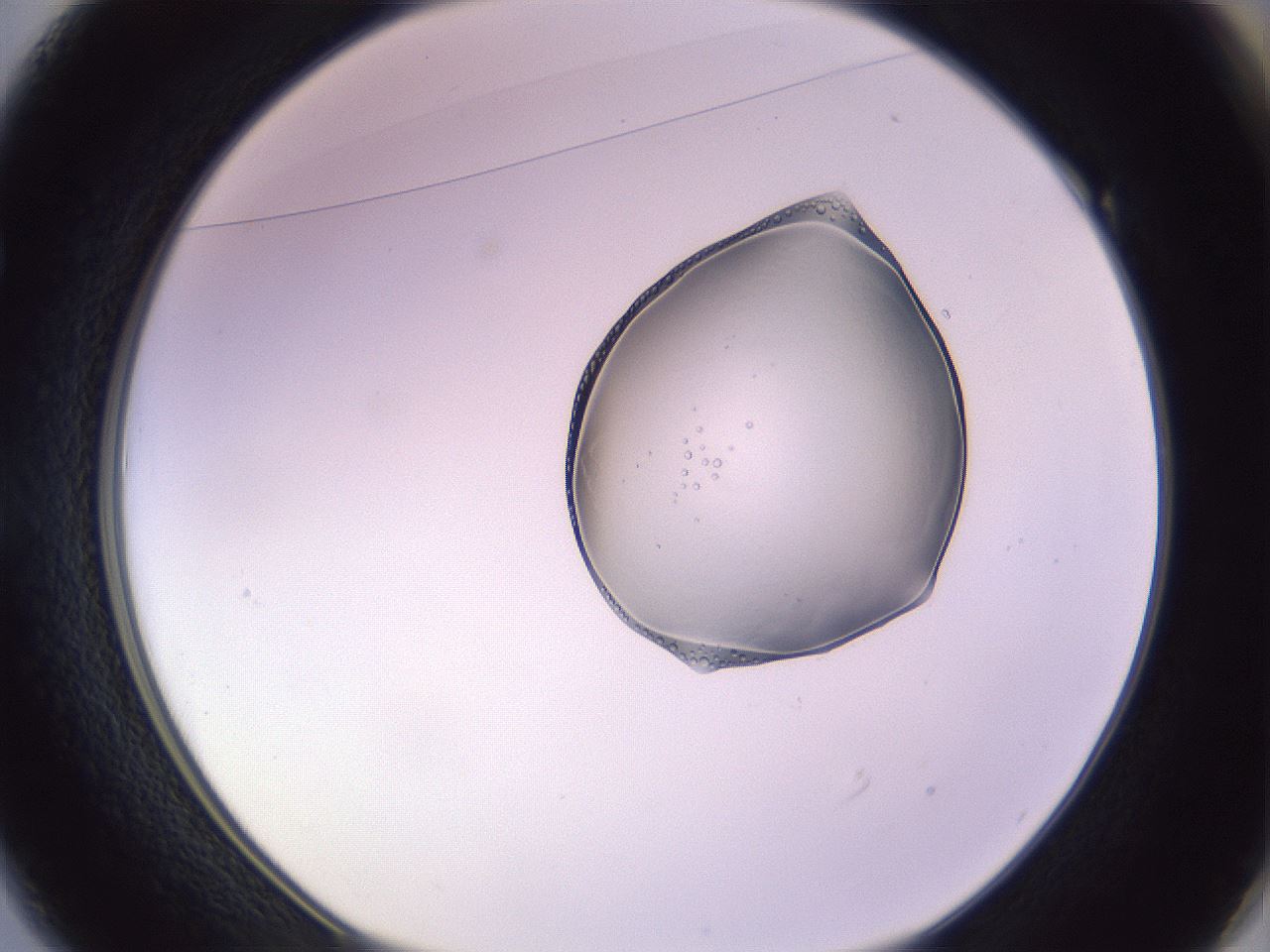 folderID279_plateID1279_batchID4065_wellNum49_profileID1_d1_r74968_ef.jpg