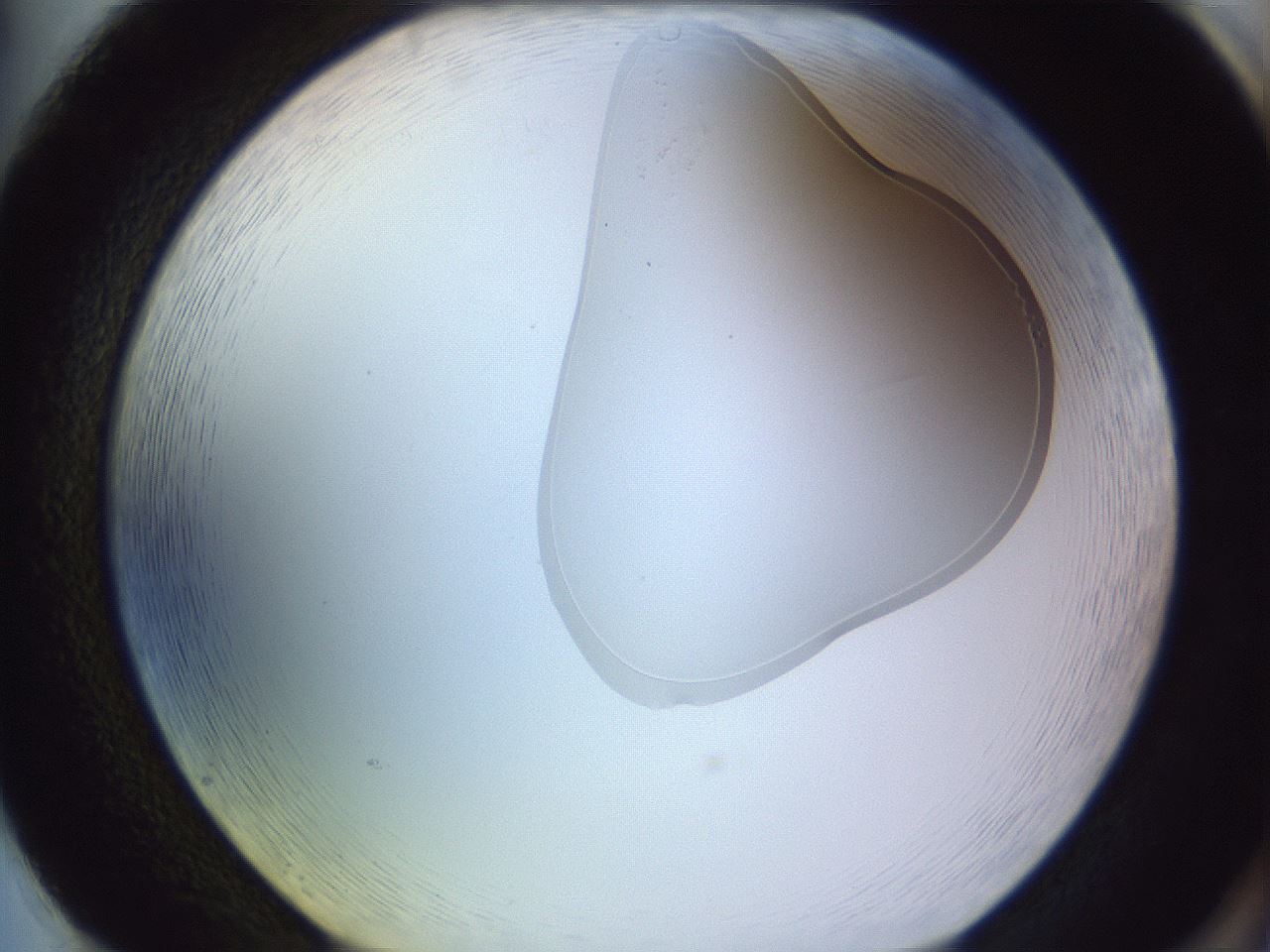 folderID279_plateID1279_batchID4065_wellNum86_profileID1_d2_r75043_ef.jpg