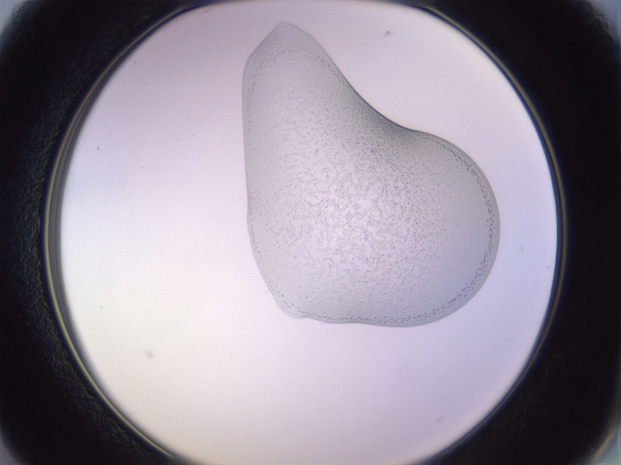 folderID279_plateID1279_batchID3891_wellNum13_profileID1_d2_r74897_ef.jpg