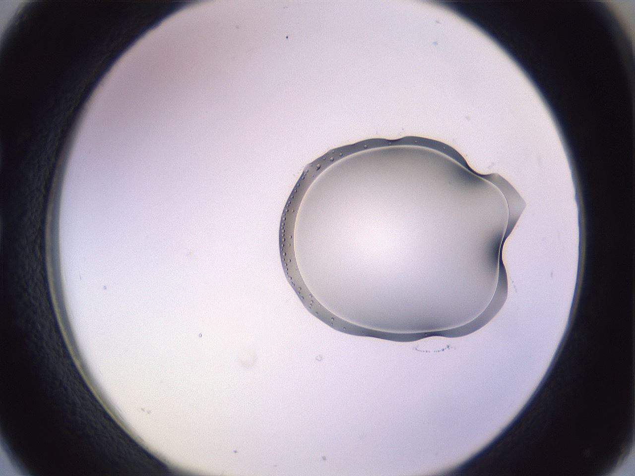 folderID279_plateID1279_batchID4143_wellNum26_profileID1_d1_r74922_ef.jpg