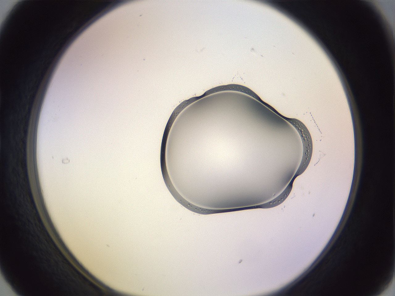 folderID279_plateID1279_batchID4143_wellNum29_profileID1_d1_r74928_ef.jpg