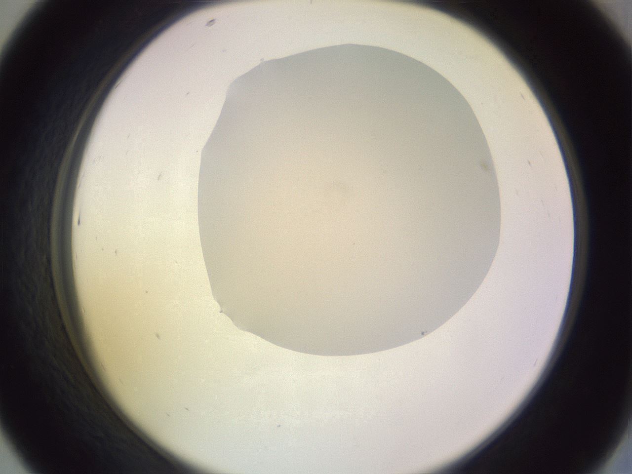 folderID279_plateID1279_batchID4751_wellNum43_profileID1_d2_r74957_ef.jpg