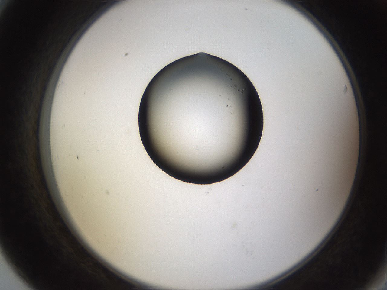 folderID27_plateID3027_batchID16607_wellNum79_profileID1_d2_r254086_ef.jpg