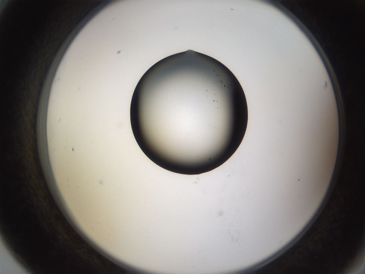 folderID27_plateID3027_batchID16691_wellNum79_profileID1_d2_r254086_ef.jpg