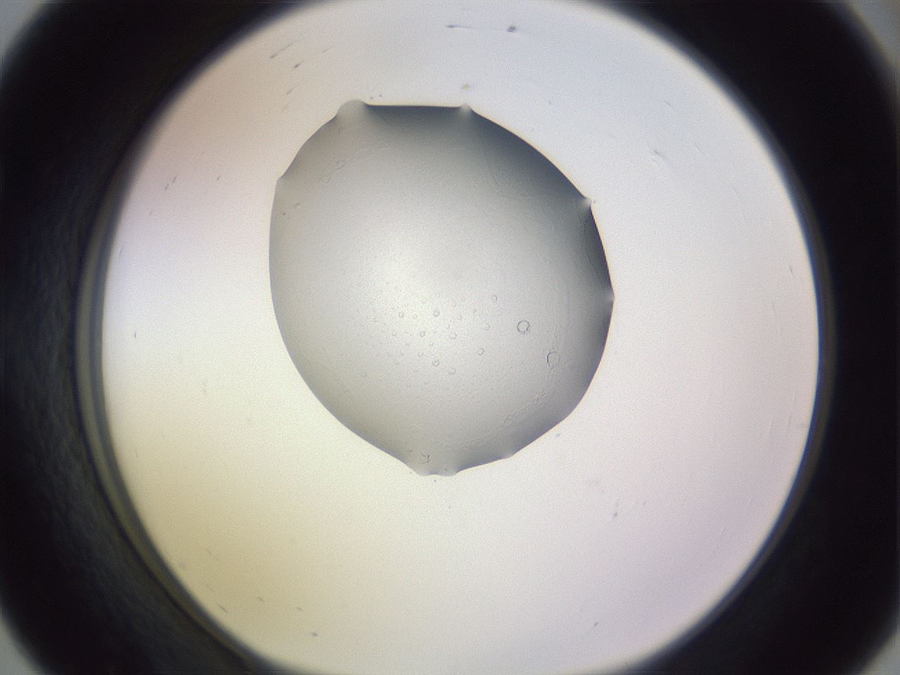 folderID280_plateID1280_batchID3893_wellNum56_profileID1_d1_r75366_ef.jpg