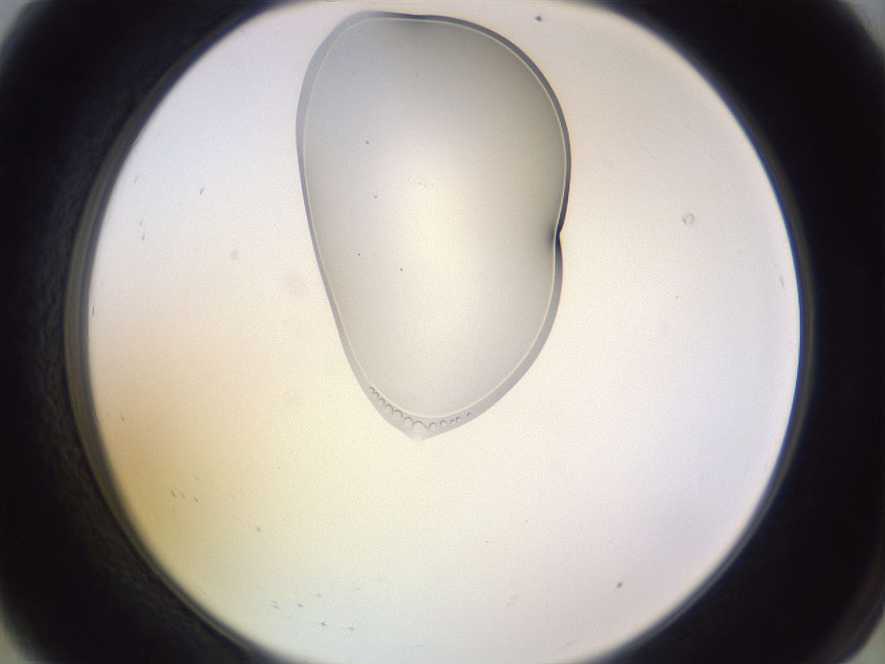 folderID280_plateID1280_batchID3946_wellNum8_profileID1_d2_r75271_ef.jpg