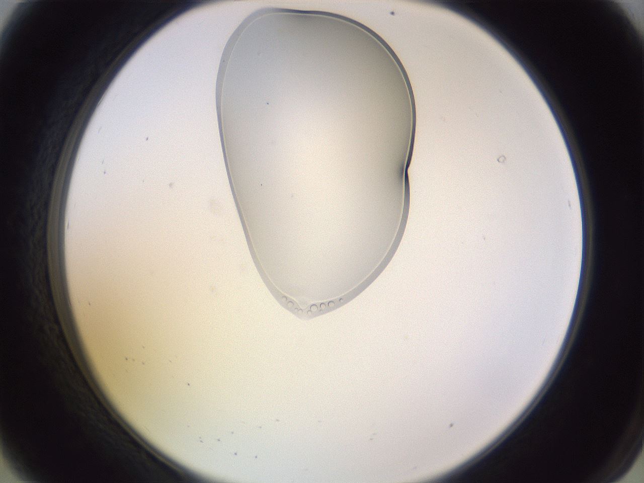 folderID280_plateID1280_batchID4007_wellNum8_profileID1_d2_r75271_ef.jpg