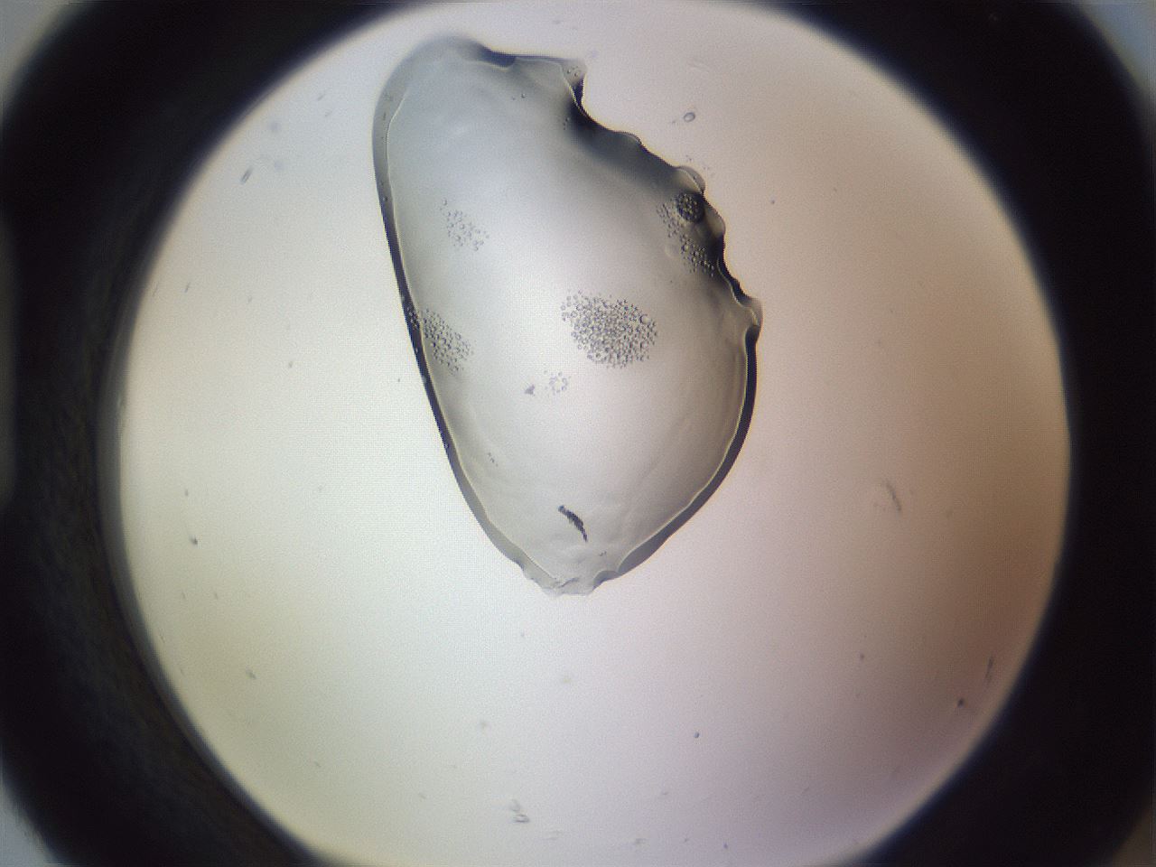 folderID280_plateID1280_batchID4145_wellNum92_profileID1_d1_r75438_ef.jpg