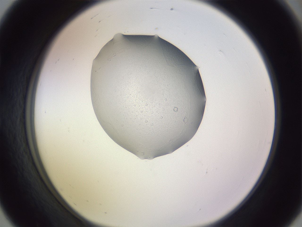 folderID280_plateID1280_batchID4421_wellNum56_profileID1_d1_r75366_ef.jpg