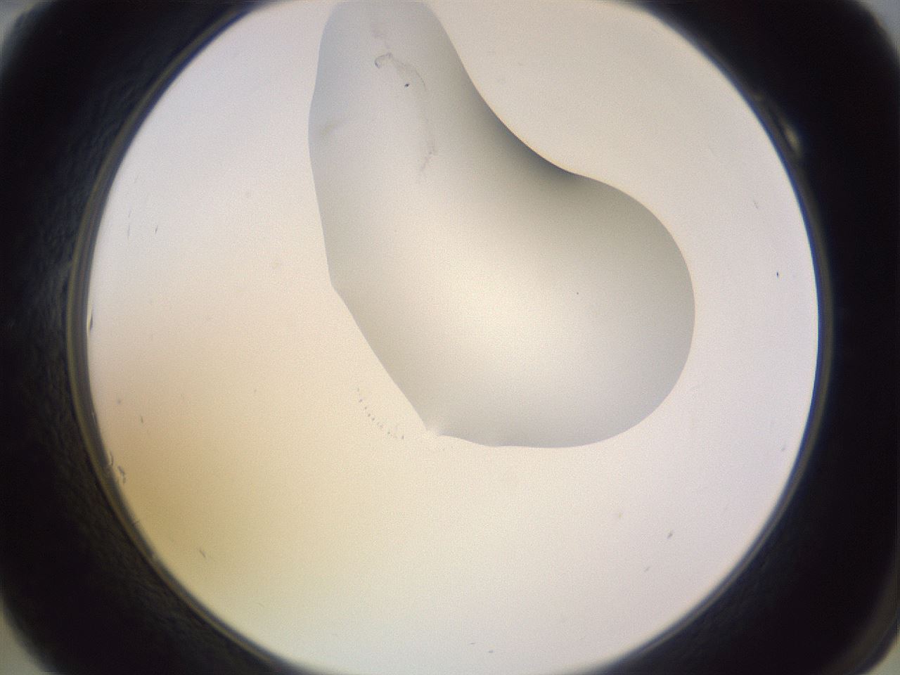 folderID280_plateID1280_batchID4885_wellNum10_profileID1_d2_r75275_ef.jpg