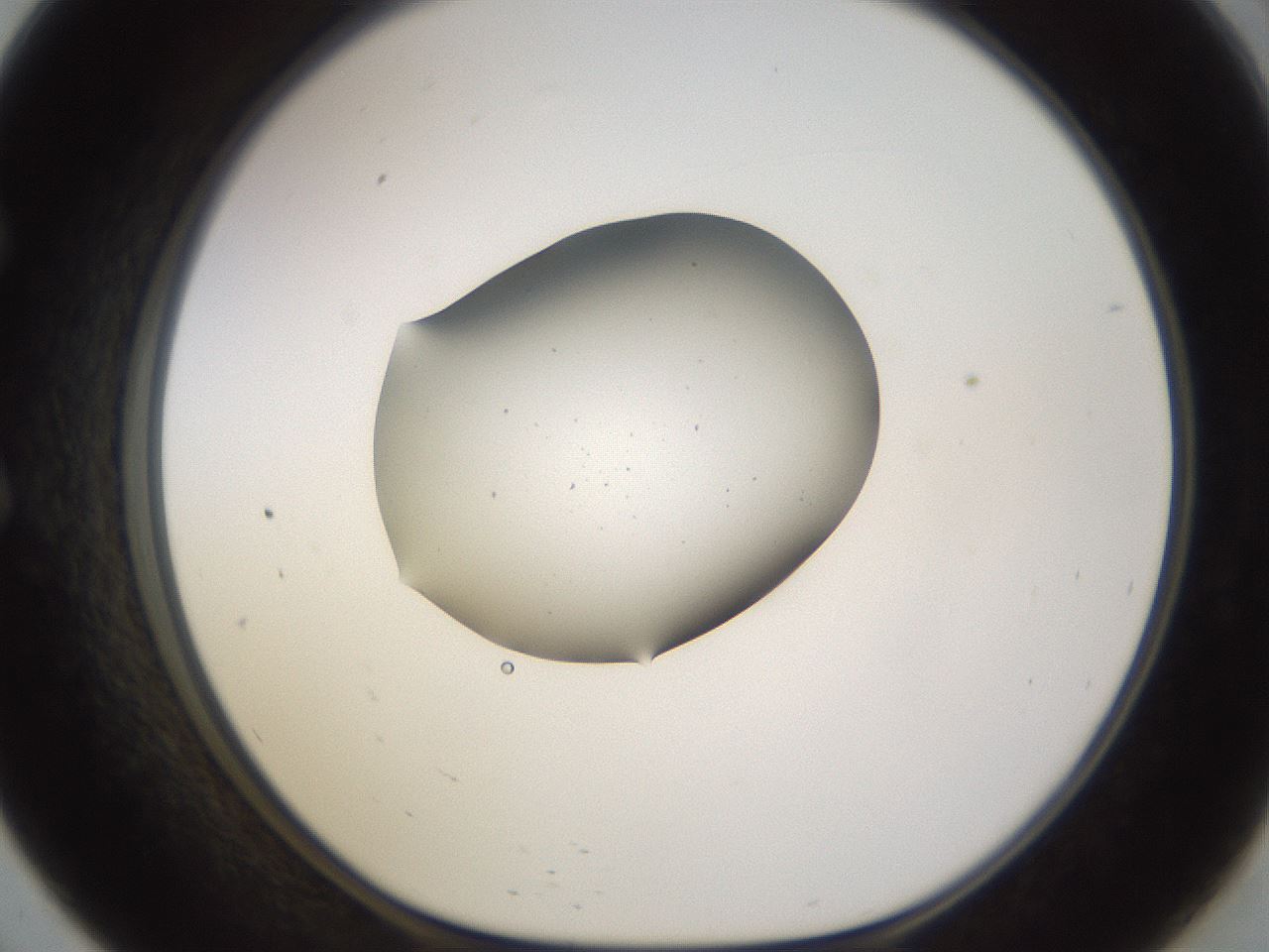 folderID280_plateID3280_batchID18805_wellNum57_profileID1_d1_r289445_ef.jpg