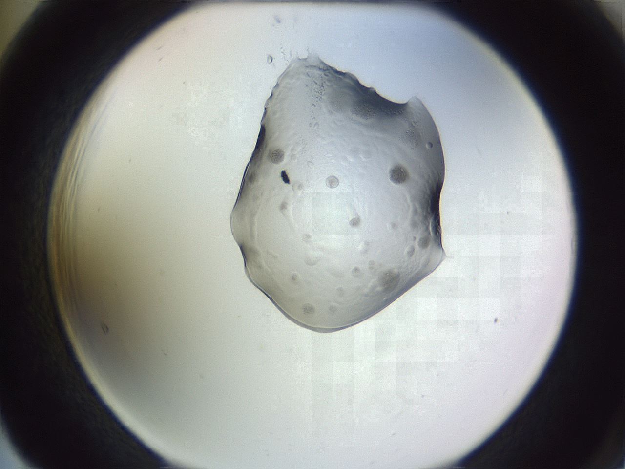 folderID280_plateID1280_batchID4068_wellNum65_profileID1_d2_r75385_ef.jpg