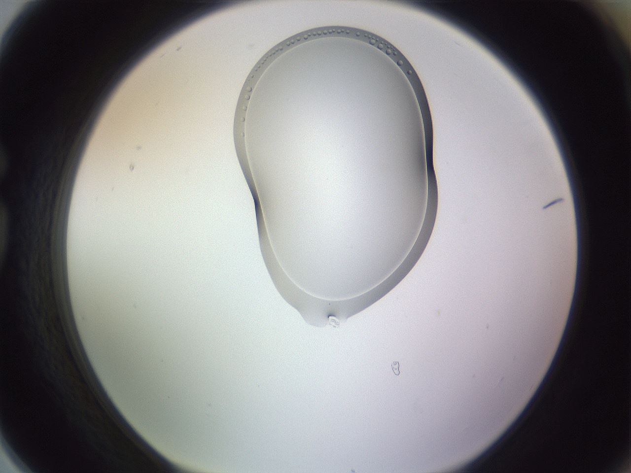 folderID281_plateID1281_batchID3949_wellNum78_profileID1_d1_r75986_ef.jpg