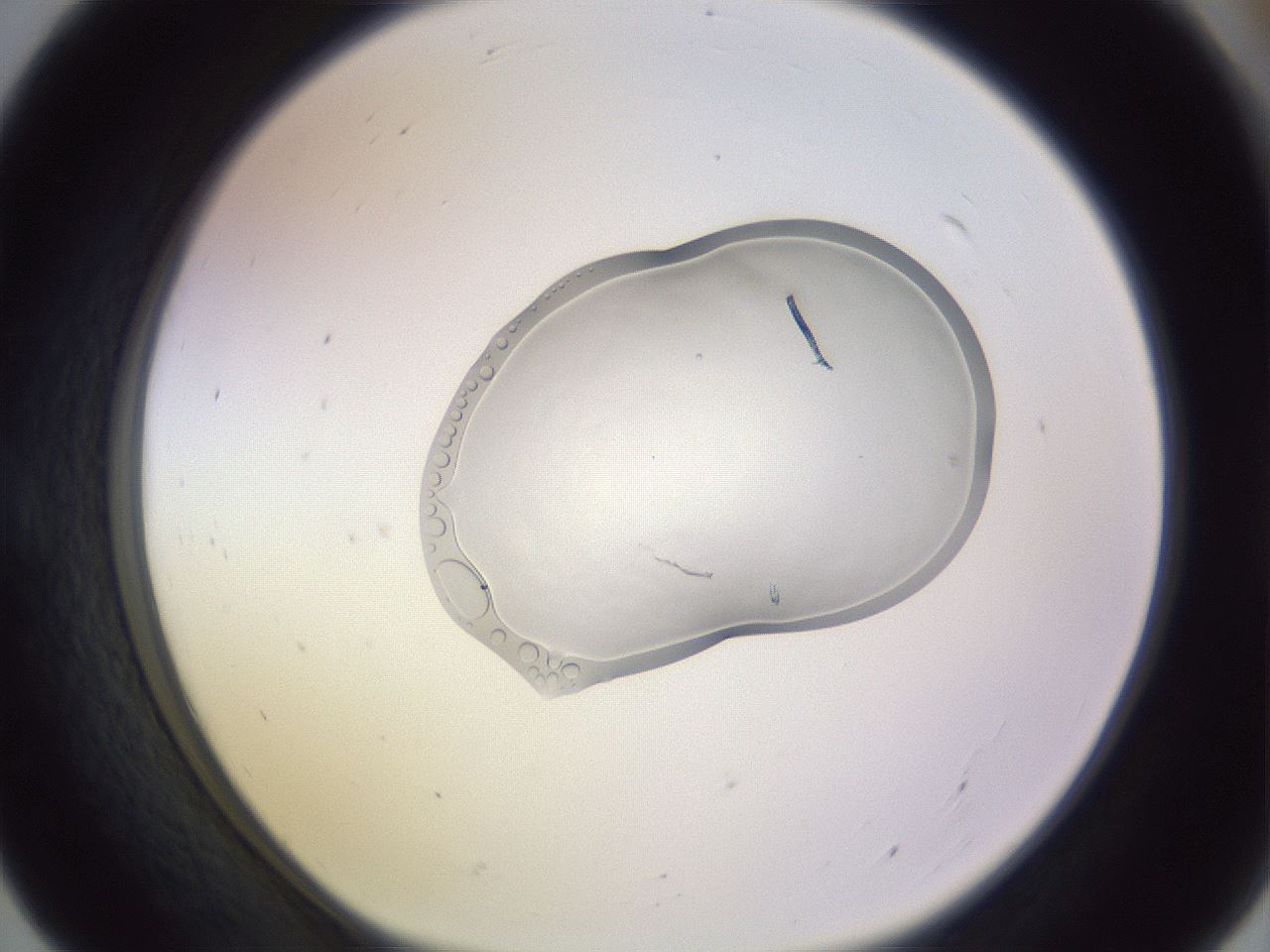 folderID281_plateID1281_batchID4071_wellNum55_profileID1_d1_r75940_ef.jpg