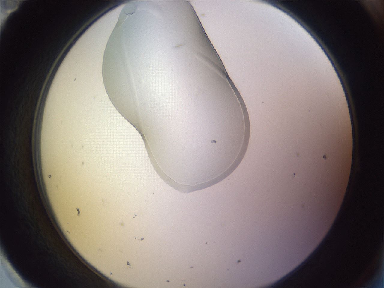 folderID281_plateID1281_batchID4147_wellNum95_profileID1_d2_r76021_ef.jpg