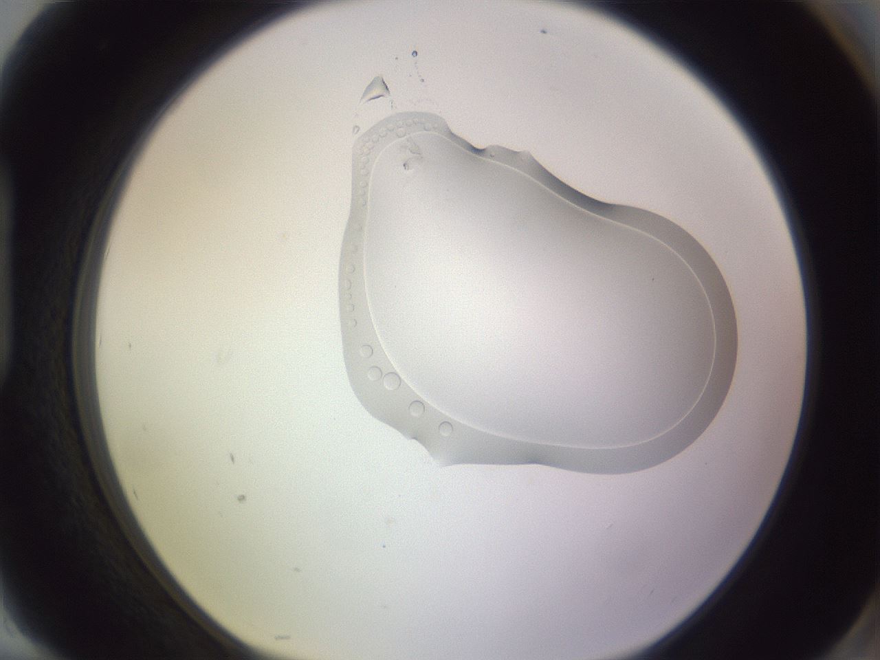 folderID281_plateID1281_batchID4424_wellNum94_profileID1_d1_r76018_ef.jpg