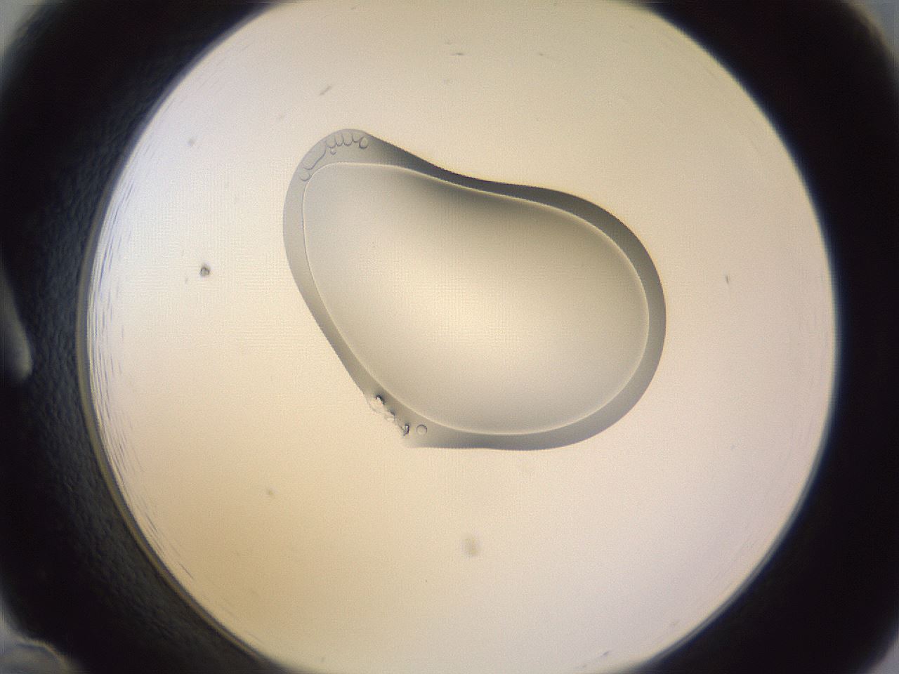 folderID281_plateID1281_batchID4646_wellNum12_profileID1_d1_r75854_ef.jpg