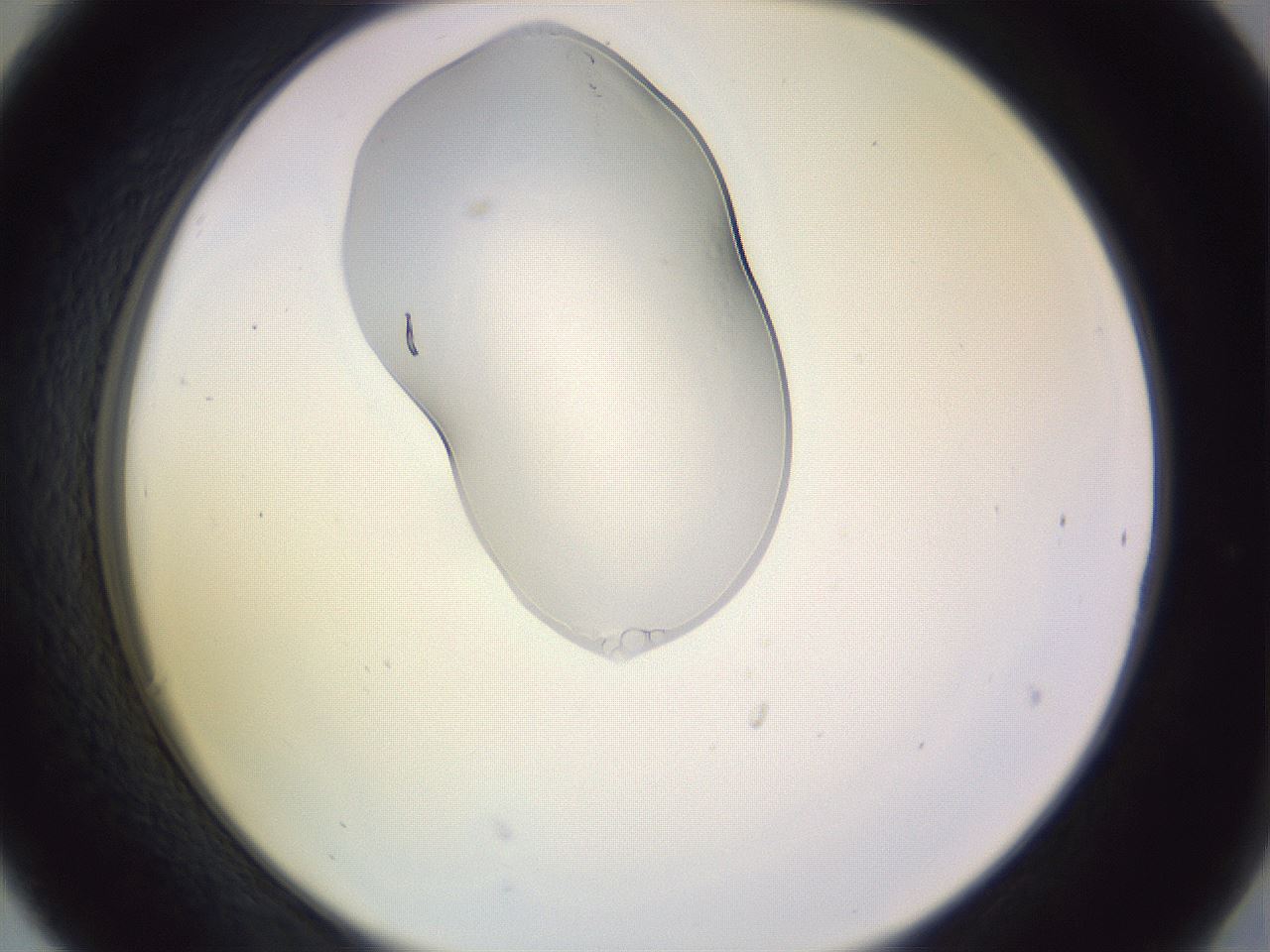 folderID281_plateID1281_batchID4756_wellNum30_profileID1_d2_r75891_ef.jpg