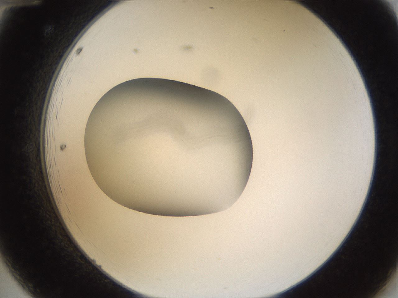 folderID281_plateID3281_batchID18807_wellNum12_profileID1_d2_r289548_ef.jpg
