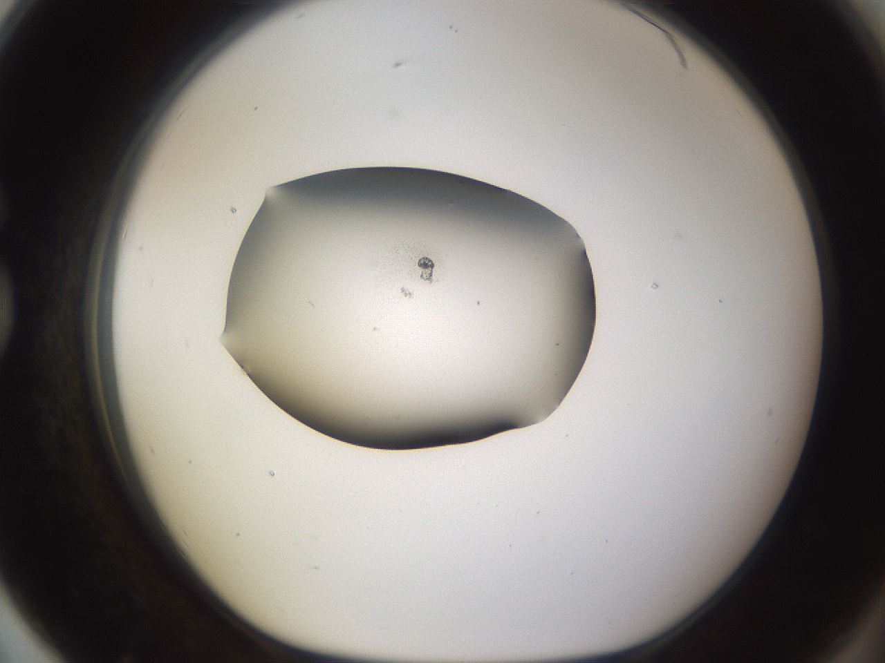 folderID282_plateID3282_batchID18700_wellNum79_profileID1_d1_r289297_ef.jpg